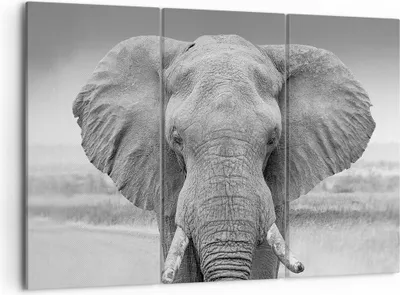 Produktbild von Bild auf Leinwand - Leinwandbild - 3 Teile - Elefant Afrika Tier - 105x70cm - Wand Bild - Wanddeko - Wandbilder - Leinwanddruck - Bilder - Wanddekoration - Leinwand bilder - Wandbild - CE105x70-5072