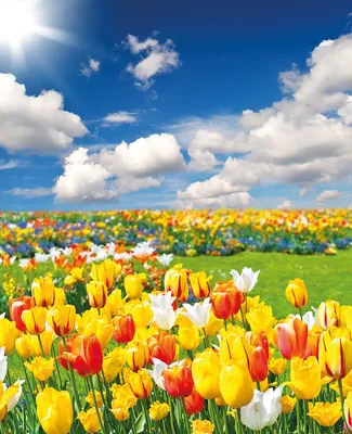Produktbild von Wallario Sticker / Aufkleber für Kühlschrank / Geschirrspüler / Küchenschränke, selbstklebende Folie - 60 x 80 cm, Motiv: Tulpenwiese unter blauem Himmel