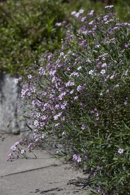 Produktbild von Gypsophila repens 'Rosea', Teppich-Schleierkraut, rosa, ca. 9x9 cm Topf