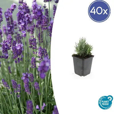 Image de Plante de lavande - Lavandula angustifolia 'Dwarf Blue' - Lavande vraie - Pot de 9cm - Set de 48 plantes