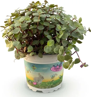 Immagine prodotto di Callisia repens (pianta tartaruga) – Pianta da appartamento adatta agli animali domestici – Altezza 12 cm