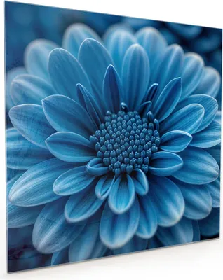 Produktbild von Küchenrückwand Spritzschutz Glas mit Motiv Blaue Blume 40 x 40 cm