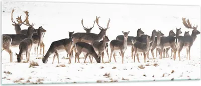 Produktbild von Bilder auf glas - Hirsch Winter Tierwelt Landschaft - 140x50cm - Glasbilder - Wandbilder - Kunstdruck - Wanddekoration aus Glas - Glas Bilder - Wandbild auf Glas - GAB140x50-3144