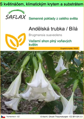 Obrázek produktu pro SAFLAX Garden to go - Andělská trubka / Bílá - Brugmansia suaveolens - 10 Semena - S květináčem, klimatickou poklicí a pěstebním substrátem