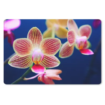 Produktbild von MuchoWow® Schreibtischunterlage Von Orchidee 60x40 cm - XXL Mauspad - Großes Mauspad