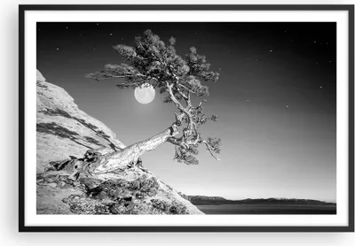 Produktbild von Gerahmtes Poster - Schwarzer Rahmen - Voll der Mond Baum - 91,5x61 cm - Wand Bild - Wanddeko - Wandbilder - Kunstposter - Wandposter - Bilderrahmen - Bilder - Kunstdruck - P2BAA91x61-4689