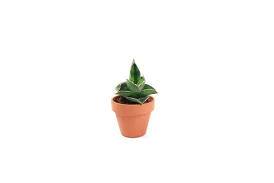 Zdjęcie produktu dla Gardners Sansevieria Samurai, średnica 6 cm