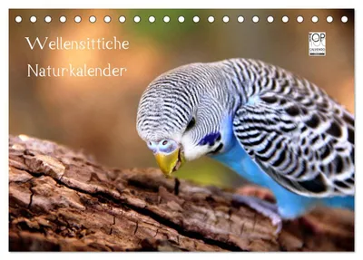 Produktbild von Wellensittiche - Naturkalender (Tischkalender 2027 DIN A5 quer), CALVENDO Monatskalender