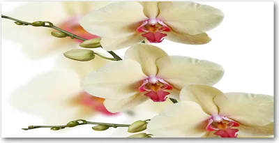Produktbild von Tulup Glas-Bild -140x70- Wandkunst Dekorative Wand für Küche & Wohnzimmer - Blumen & Pflanzen - Orchidee - Gelb