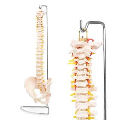 Obrázek produktu pro 4FIZJO Anatomický model páteře s pánví 1:1