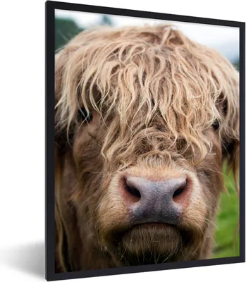 Produktbild von MuchoWow® Gerahmtes Poster Schottische Highlander - Gras - Wald 60x80 cm - Poster mit Schwarzem Bilderrahmen Wandposter Rahmen Foto Bilder - Premium - Wanddeko Wohnzimmer