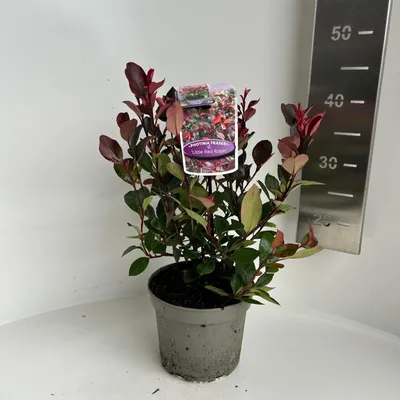 Obrázek produktu pro Photinia fraseri ‘Little Red Robin’ – fotinie | 30–35 cm v květináči