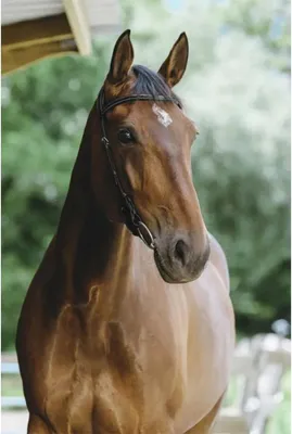 Produktbild von Norton Equestrian Freedom Trense Schwarz Full Schwarz Full