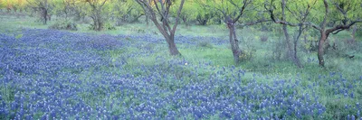 Produktbild von Blühende Frühlingswiese Poster Blaue Wiesenlupine 91,5 x 30 cm
