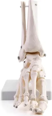 Image de Allecto plus – Modèle du squelette de la cheville humaine pour les études médicales et l'enseignement des sciences naturelles avec anatomie et articulation complète