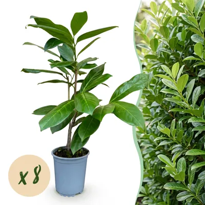 Produktbild von Heckenpflanzen - Prunus laurocerasus Rotundifolia - Blatt grün - 8 Pflanzen - 1 laufender Meter - immergrün - Topf 9cm Höhe 30-35cm - 25-35cm - Ø12cm - Gartenpflanze