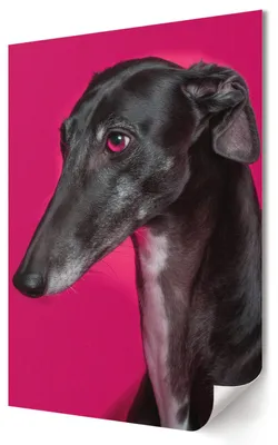 Produktbild von Hundeporträt- Kunstdruck A2 (42x59 cm) - Modern, glamourös, minimalistisch- Wandbild für Wohnzimmer Schlafzimmer & Flur, Modernes Poster Wanddeko, Ungerahmt