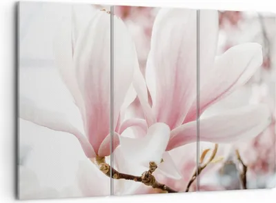 Produktbild von Bild auf Leinwand - Leinwandbild - 3 Teile - Zweig Magnolie Blume - 105x70cm - Wand Bild - Wanddeko - Wandbilder - Leinwanddruck - Bilder - Wanddekoration - Leinwand bilder - Wandbild - CE105x70-4538