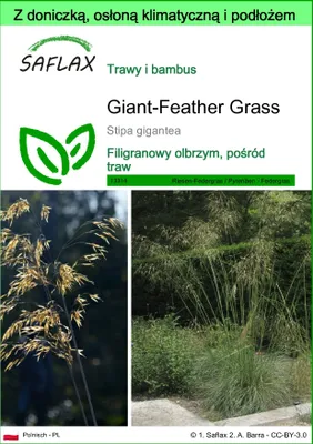 Zdjęcie produktu dla SAFLAX - Garden to go - Giant-Feather Grass - 10 Nasiona - Z doniczką, pokrywą klimatyczną i podłożem do uprawy - Stipa gigantea