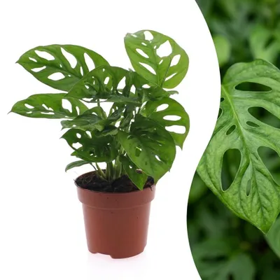 Produktbild von Green boutiQ - Monstera Adansonii - Monstera Adansonii - 1 Pflanze - Topf 12cm - Höhe - 25cm