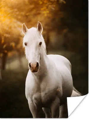 Produktbild von MuchoWow® Poster Pferd - Licht - Sonne 90x120 cm - Wohnzimmer