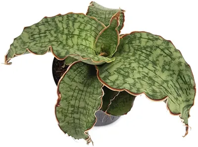 Produktbild von Fangblatt - Sansevieria Silver Blue - wasserblauer Bogenhanf im Ø 12 cm Topf - wundervolles Dickblatt