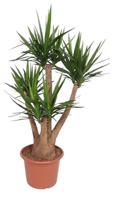 Produktbild von Yucca Elephantipes verzweigt - 160-170cm - Ø45cm - Zimmerpflanze - Immergrün