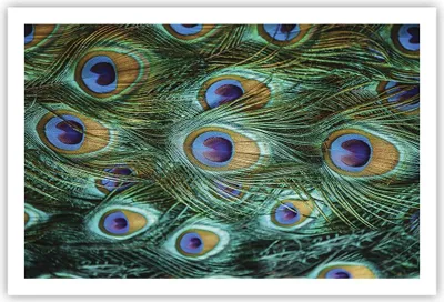 Produktbild von Poster - Poster ohne Rahmen - Pfauen Feder Makro - 91,5x61 cm - Wand Bild - Wanddeko - Wandbilder - Kunstposter - Wandposter - Bilder - Kunstdruck - Wanddekoration - Wandbild - P2XAA91x61-4159