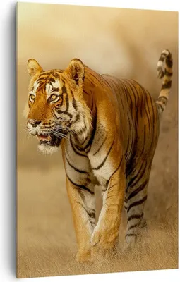 Produktbild von Bild auf Leinwand - Leinwandbild - Einteilig - tiger tier - 80x120cm - Wand Bild - Wanddeko - Wandbilder - Leinwanddruck - Kunstdruck - Wanddekoration - Leinwand bilder - Wandbild - PA80x120-3946