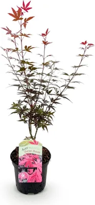 Image de Green boutiQ - Plante de terrasse - Érable japonais - Acer palmatum Skeetsers Broom - Violet - 1 plante - À feuilles caduques - Pot de 19 cm, hauteur 70 cm