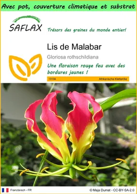 Image de SAFLAX Garden to go - Lis de Malabar - 15 graines - Gloriosa