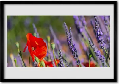 Produktbild von Bild 100x70 MDF-Rahmen Wandkunst Blumen Pflanzen