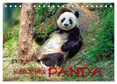 Produktbild von Niedlicher Panda (Tischkalender 2027 DIN A5 quer), CALVENDO Monatskalender