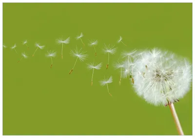 Produktbild von Wallario Premium Glasbild, freischwebende Optik, kräftige Farben, Größe 100 x 70 cm Motiv Pusteblume auf der Wiese mit fliegenden Samen