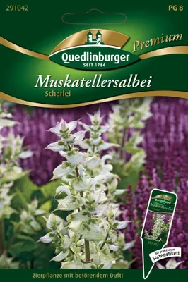 Produktbild von Quedlinburger Saatgut - Muskateller-Salbei Scharlei - Samen - 291042