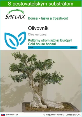 Obrázok produktu pre SAFLAX - olivovník - Olea europea - 20 Semená - S pestovateľským substrátom bez klíčkov