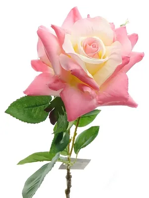 Produktbild von GASPER Rose Rosa & Cremeweiß 53 cm - Kunstblumen