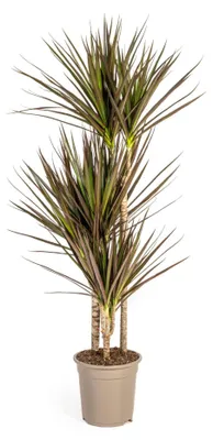 Produktbild von Dracaena Marginata Magenta 21cm Topf - Höhe 110-130cm