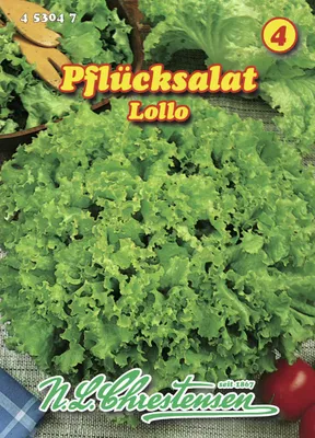 Artikelbild 1 von 'Pflücksalat Lollo Bionda' aus der Kategorie Pflücksalatsamen