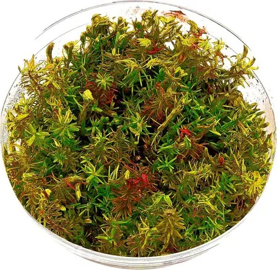 Zdjęcie produktu dla Eco Plant - Rotala Wallichii - InVitro mały kubek Eco Plant