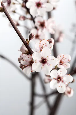 Produktbild von Prunus cistena, Blutpflaume, dunkelrot, 40–60 cm