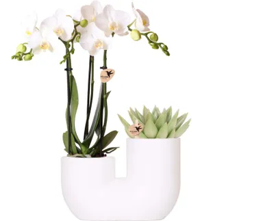 Produktbild von Kolibri Orchids | Set aus weißer Amabilis-Orchidee und Sukkulente in weißem Tube-Dekotopf - Topfgröße Ø9cm | blühende Zimmerpflanze - frisch vom Züchter