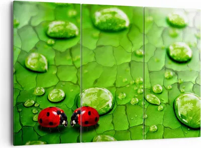 Produktbild von Bild auf Leinwand - Leinwandbild - Marienkäfer Gras Blatt Tropfen - 165x110cm - Wand Bild - Wanddeko - Leinwanddruck - Bilder - Kunstdruck - Leinwand bilder - Wandkunst - CE165x110-2363