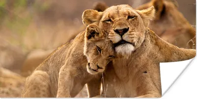 Produktbild von MuchoWow® Poster Löwe - Wilde Tiere - Jungtier 120x60 cm - Bild