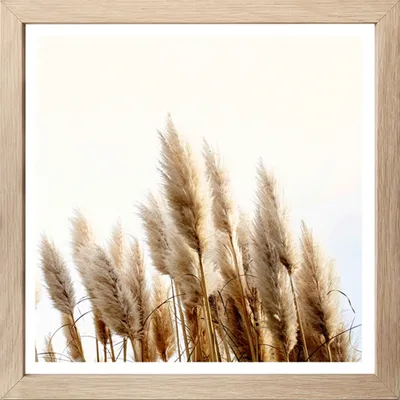 Produktbild von Wandbild - Braun - Weiß - 35 x 35 cm - Pampasgras