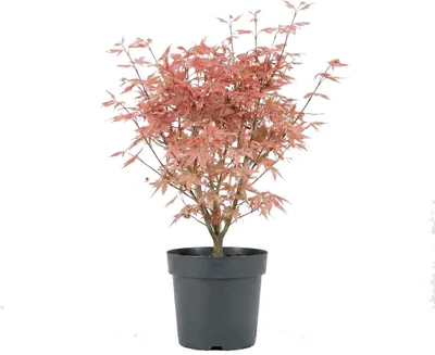 Zdjęcie produktu dla Bloomique - Acer Palmatum Taylor - Klon japoński - Rośliny ogrodowe - Mrozoodporne - 50-70 cm wysokości - doniczka 19 cm