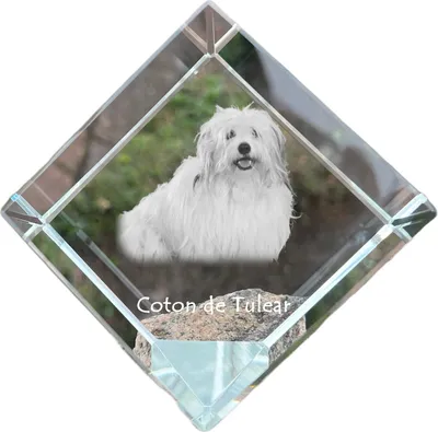 Imagen del producto de Art-Dog Pisapapeles – Coton de Tulear