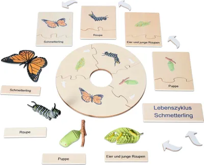 Produktbild von Betzold Lebenszyklus Schmetterling