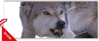 Produktbild von 3D Lesezeichen Wolf 15x5cm Tiere Wackelbild Wackelkarte Buchzeichen Bookmark Bücher Buch Wölfe