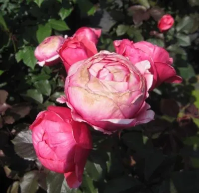 Produktbild von Beetrose ® - Rosa Gartenprinzessin Marie-Jose ® - Kordes Rose - ADR Rose - Parfuma-Rose